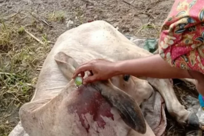 					Kondisi ternak yang luka-luka akibat diserang harimau. (ANTARA/HO-Dok Resor KSDA Agam)