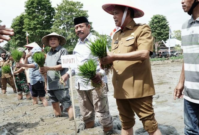 					Bupati Luwu Tanam Padi di Walenrang Timur, Begini Pesannya