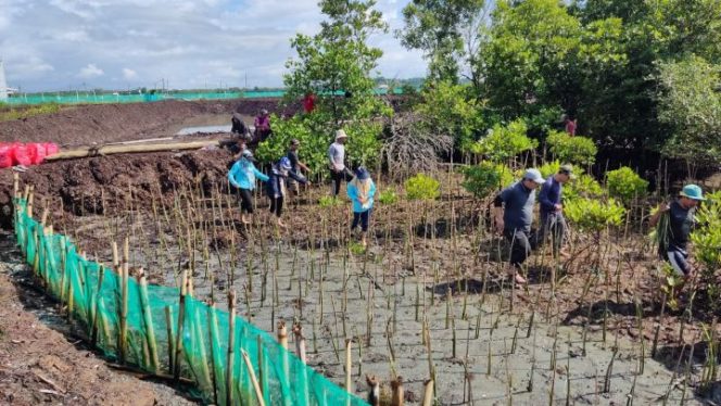 					DKP Sulsel Tanam 38 Ribu Mangrove di Bone