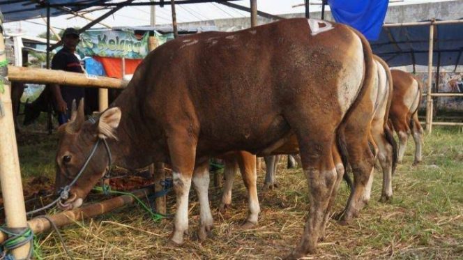					OPD Pemprov Sulsel Kurban 16 Ekor Sapi