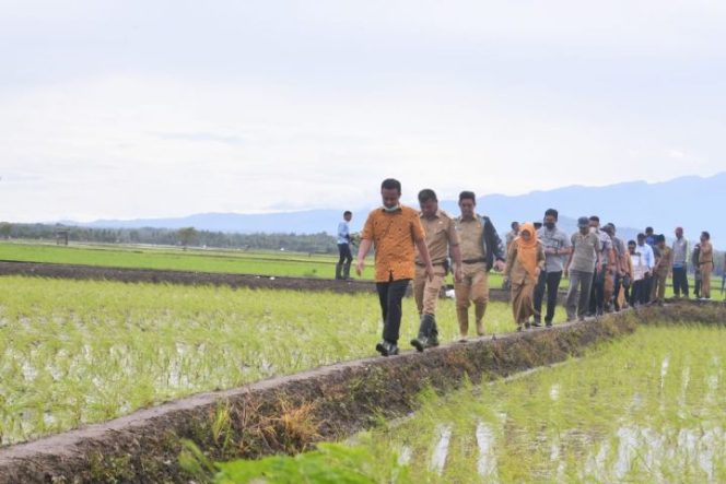 					Gubernur Andalan tinjau lahan penangkaran bibit padi. Program Mandiri benih (Ist)