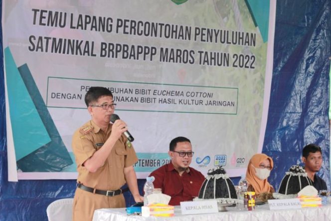 					Desa Muladimeng Panen Rumput Laut, Bibitnya Hasil Kultur Jaringan