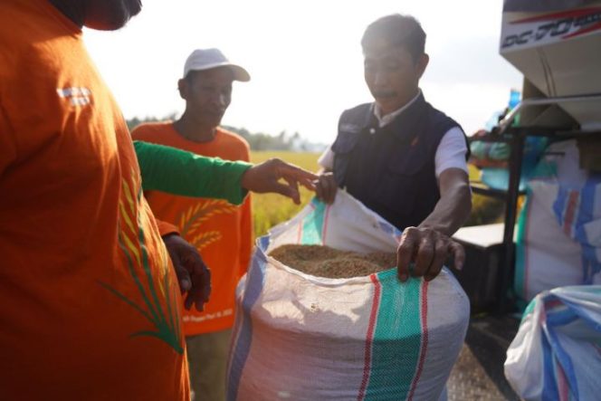 					Panen Padi hasil mandiri beni Andalan di Sidrap (Ist)