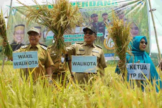 					Wali Kota taufan pawe bersama Wakil Wali Kota Pangerang Rahim dan Ketua TP PKK Erna Rasyid Taufan panen padi perdana di Parepare (ist)