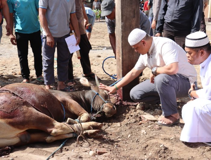 Pelaksanaan Penyembelihan Hewan Qurban disaksikan Kapolres Gowa AKBP Reonald T.S Simanjuntak didampingi Wakapolres Gowa Kompol Soma Miharja. (ist).