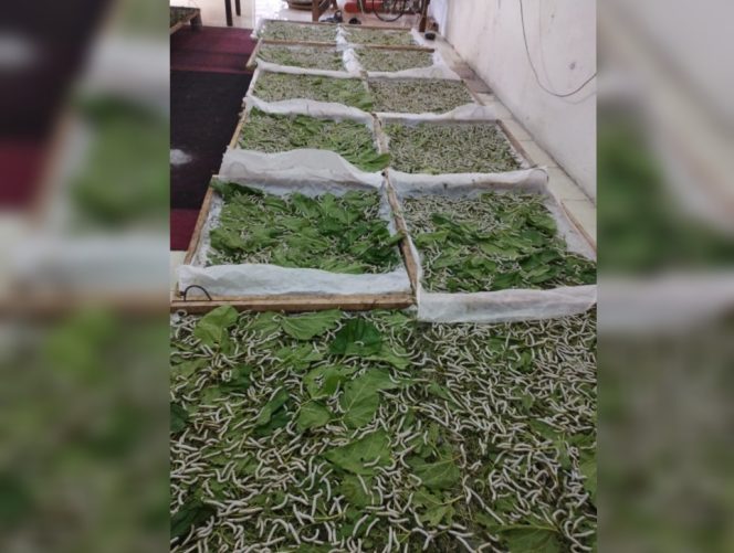 					UPTD Pemprov Kini Produksi Benang Sutera Asli, Usai 20 Tahun Mogok