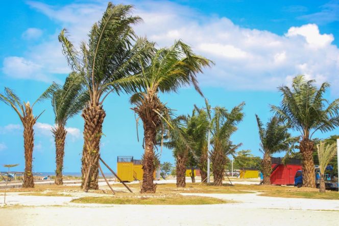 					Penampakan Pantai Merpati Bulukumba Usai Ditanami Pohon Sawit. (Foto: Istimewa)