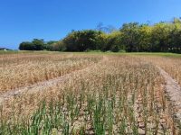 sawah