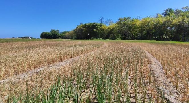 					170 Hektar Sawah Warga di Bulukumba Terancam Gagal Panen. (Foto: BERITA.NEWS/ Syarif)