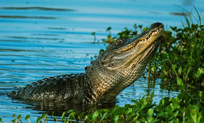 					Warga Tugondeng Diterkam Buaya, DLHK Bulukumba Langsung Koordinasi BBKSDA Sulsel. (Foto: lustrasi/pexels/rene ferrer)