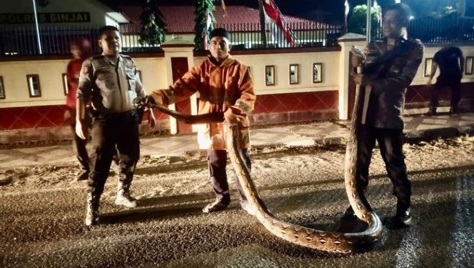 					Ular piton berukuran 7 meter ditemukan saat hendak menyeberang ke Mapolres Sinjai. (Foto: Ist)