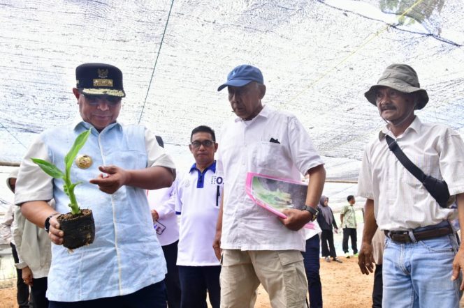 					Pj Gubernur Sulsel Tinjau Sentra Bibit Pisang Cavendish di Bone Seluas 200 Ha