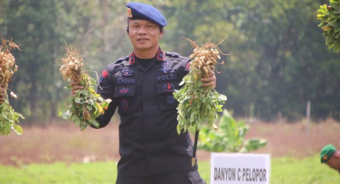 					Danyon Ichsan Panen Kacang di Lampoko Bone. (Foto: Ist)