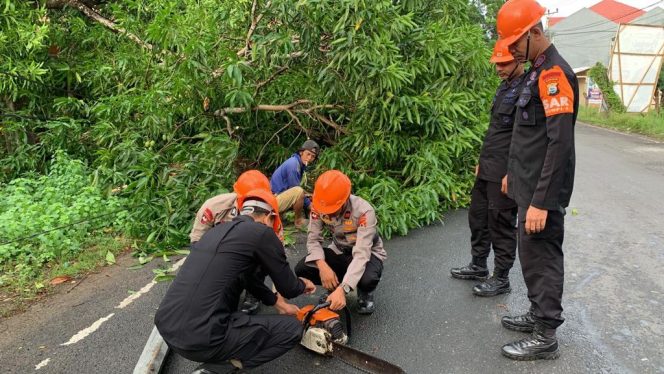 					Tim SAR Brimob Bone Evakuasi Pohon Tumbang di Jalan Poros Bajoe. (Foto: Ist)