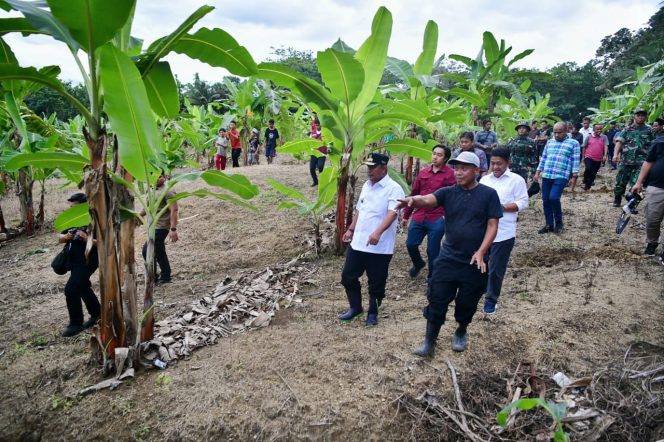					Pj Gubernur Bahtiar meninjau lahan budidaya pisang Kelompok Tani Mitra Utama 1, Desa Ulaweng Riaja, Kecamatan Amali, Kabupaten Bone yang merintis dari hasil beli online 6 bibit cavendish (dok)