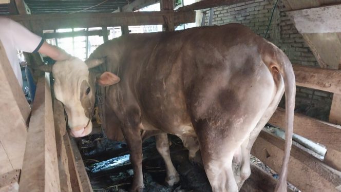 					Puluhan Ternak Sapi Warga Bulukumba dan Sinjai Mati Mendadak. (Foto: BERITA.NEWS/ Syarif)