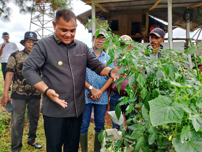 					Pj Bupati Sinjai TR Fahsul Falah Kunjungi Tanaman Cabai Petani di Kecamatan Tellulimpoe. (Foto: Ist)