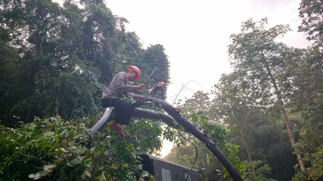 					Pohon Tumbang Tutup Akses Jalan Poros Bone - Makassar. (Foto: Ist)