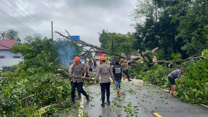 					Sebabkan Kemacetan Panjang, Brimob Bone Evakuasi Pohon Tumbang di Poros Bone – Wajo