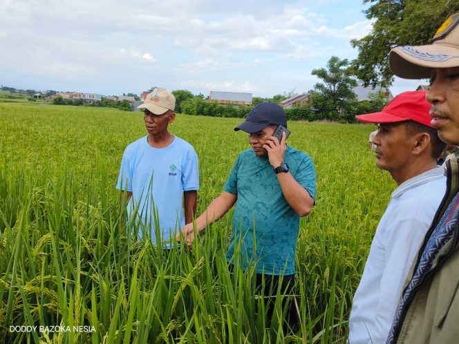					Kabar Gembira Bagi Petani Jeneponto, Alokasi Pupuk di Tambah Untuk Tingkatkan Produksi Pangan