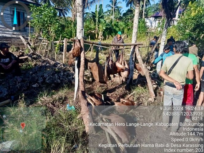 					Berburu Babi Komitmen Pemkab Bulukumba Jaga Tanaman Petani