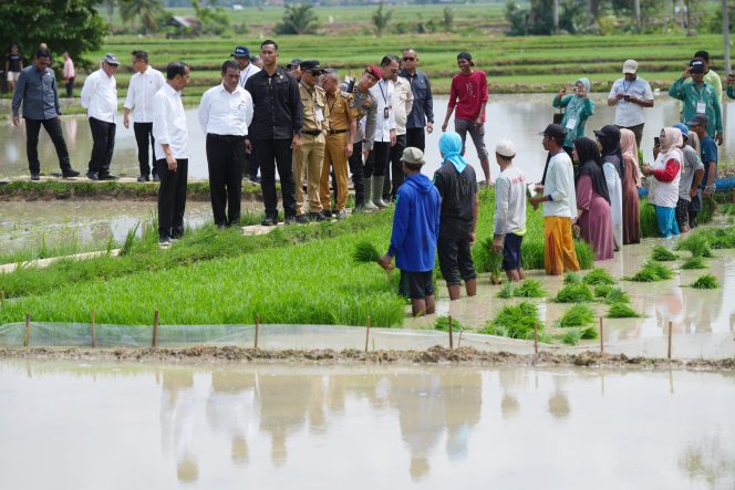 					Pj Gubernur Sulsel Dampingi Presiden Jokowi Tinjau Program Pompanisasi di Bone