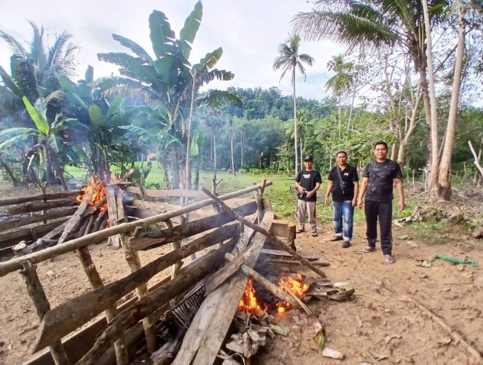 sabung-ayam