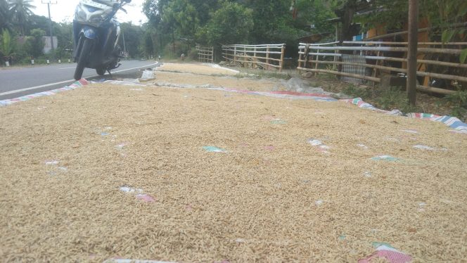 					Padi Warga Labettang yang sedang Dijemur Sebelum Disimpan di Dalam Rumah. (Dok. Berita.News/ Syarif)