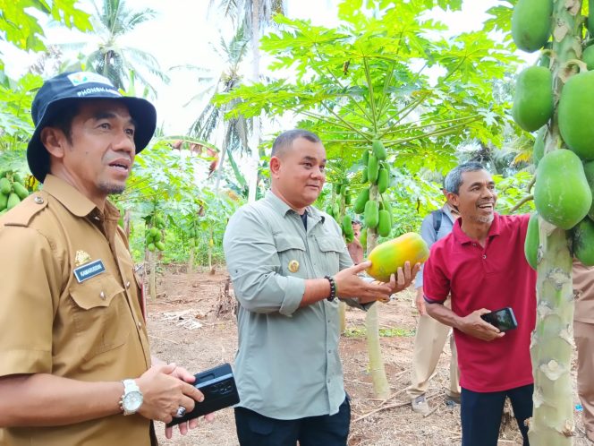 					Beromzet Rp5 Juta Perbulan, Pj Bupati Sinjai Tinjau Lokasi Budidaya Pepaya California