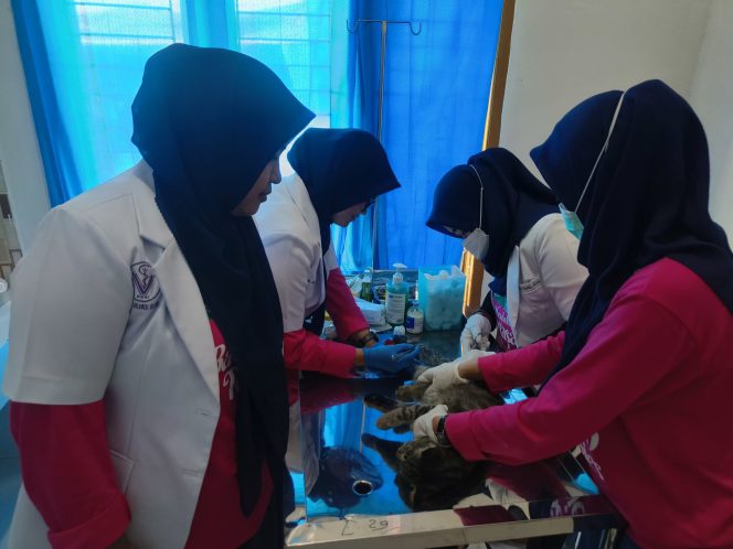 					DPKH Sinjai Buka Layanan Gratis Pemeriksaan Kesehatan Hewan