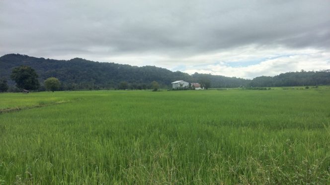 					Sawah Milik Warga Desa Gareccing, Sinjai Selatan. (Dok. Berita.News/ Syarif)