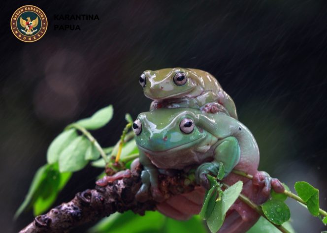 					Balai Karantina Papua Kenalkan Satwa Eksotik Litoria Caerulea