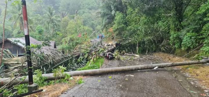 					Jalan Poros Sinjai-Malino Tertutup Pohon Tumbang dan Tiang. (Foto: Netizen/ FB)