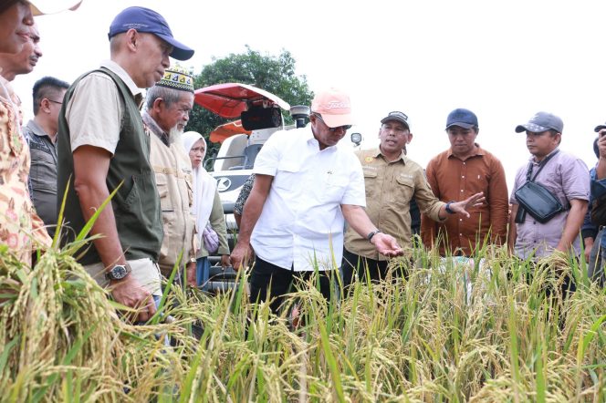 					Bupati Bulukumba Bersama Warga Panen Padi Salibu. (Foto: Ist/ Humas)
