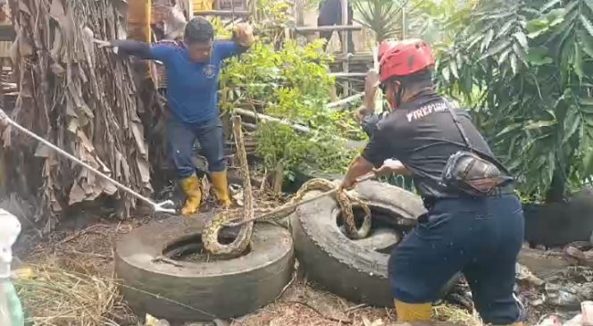 					Personel Damkar Parepare saat Melakukan Penangkapan Ular Piton Pemangsa Ternak Warga. (Foto: Berita.News/ Wahyu)