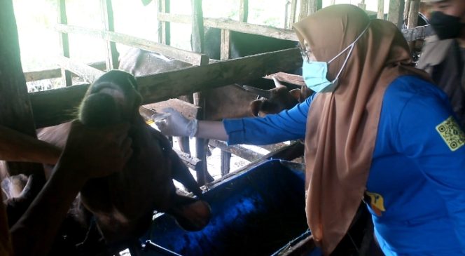 					Dinas PKP Parepare Turun Langsung ke Peternakan Warga Lakukan Vaksin. (Foto: Berita.News/ Wahyu)