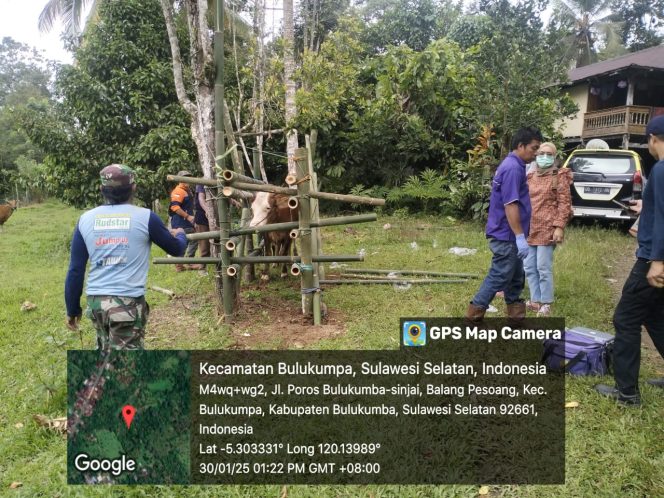 					Cegah Wabah PMK, Dinas Peternakan Bulukumba Vaksinasi 90 Ekor Sapi