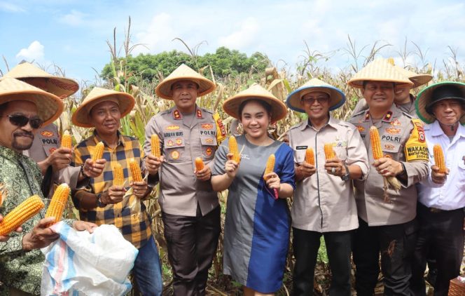 					Polres Parepare Panen Raya 100 Ton Jagung, Petani Harapkan Dukungan Pupuk dan Bibit Unggul