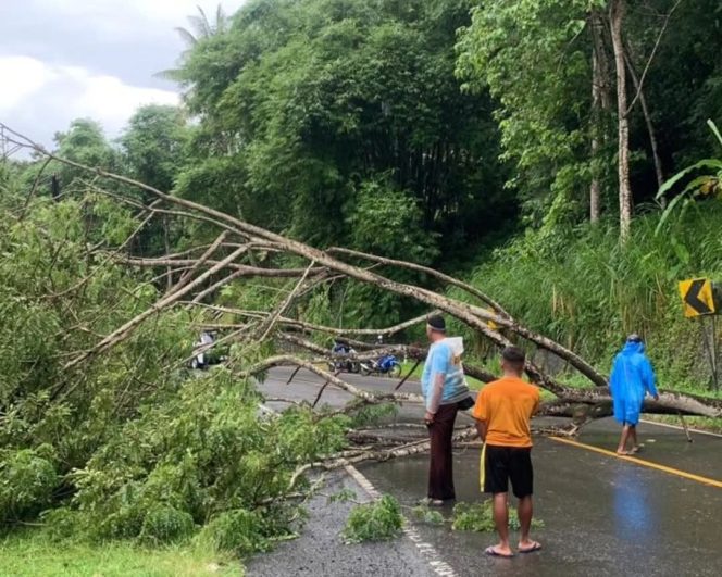 					Pohon Tumbang di Jalan Poros Sinjai - Bulukumba Beberapa Bulan Lalu. (Foto: BPBD Sinjai)