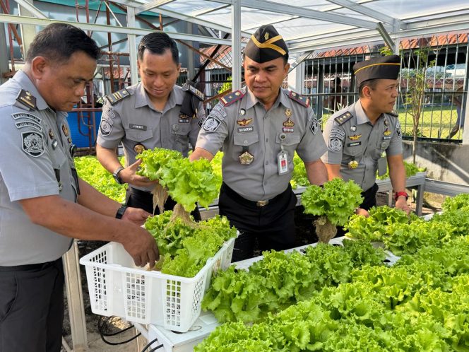 					Lapas Makassar Panen Perdana Selada Hidroponik, Buka Peluang Usaha bagi Warga Binaan