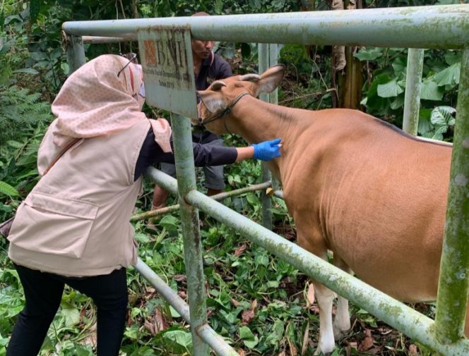 					Petugas DPKH Sinjai Lakukan Vaksinasi ke Sapi Warga. (Foto: Istimewa)