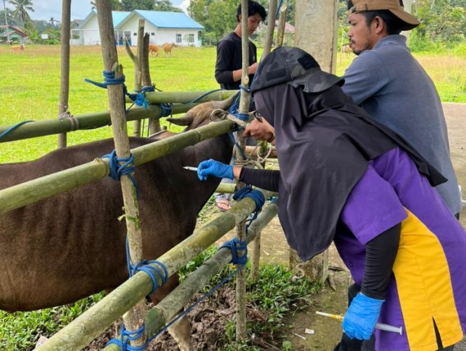 					Petugas DPKH Sinjai Melakukan Penyuntikan Vaksin ke Ternak Warga. (Foto: Istimewa)