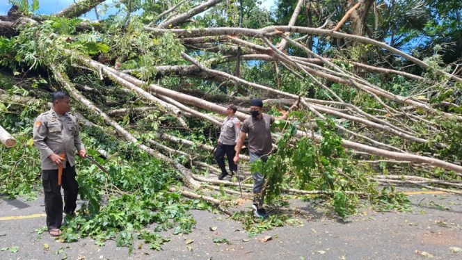 					Pohon Tumbang di Poros Nasional Sinjai-Bulukumba. (Foto: Istimewa)