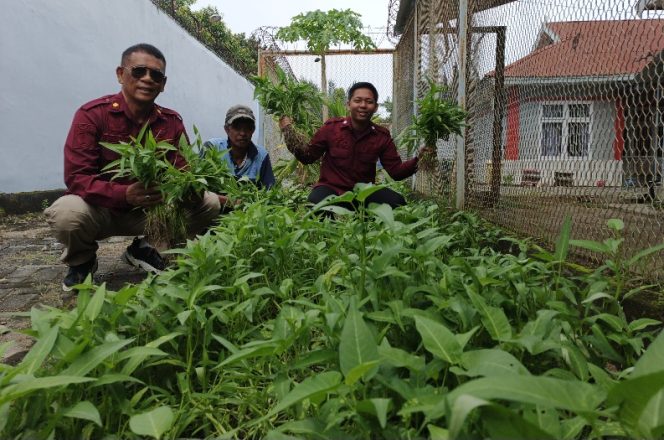 					Panen Raya Kangkung di Lapas Parepare Wujudkan Kemandirian Pangan Warga Binaan
