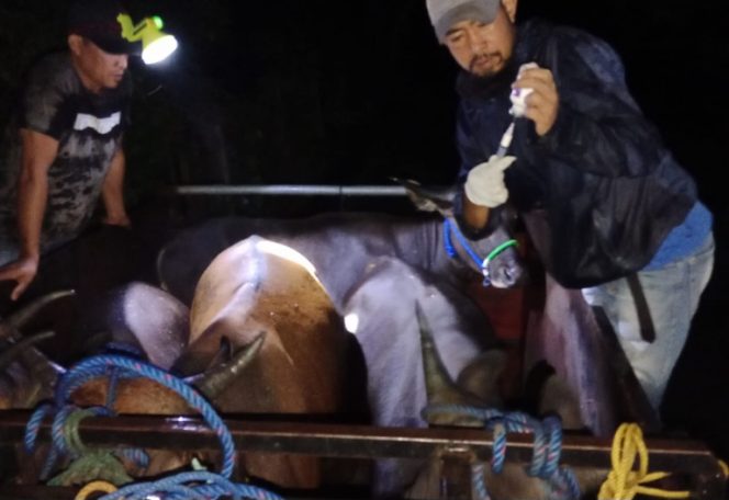 					Hewan Ternak yang Akan Dikirim ke Luar Daerah Disuntik Vaksin Pencegahan PMK. (Foto: Istimewa/ DPKH Sinjai)