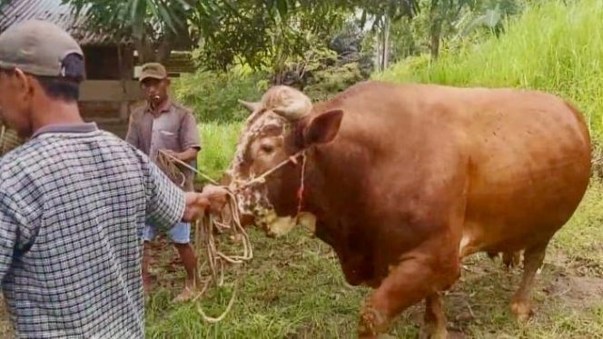 					Sapi Milik Salama yang Dibeli Presiden Prabowo Subianto. (Foto: Istimewa)
