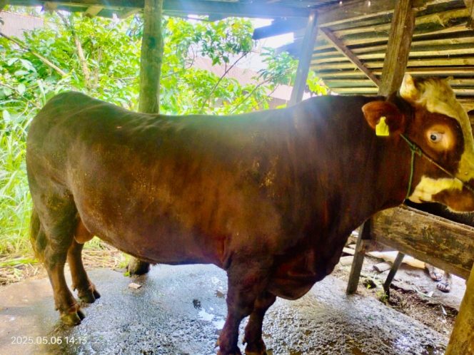 					Sapi Kurban Milik Presiden Prabowo Subianto di Bulukumba. (Foto: Ist/ Humas)
