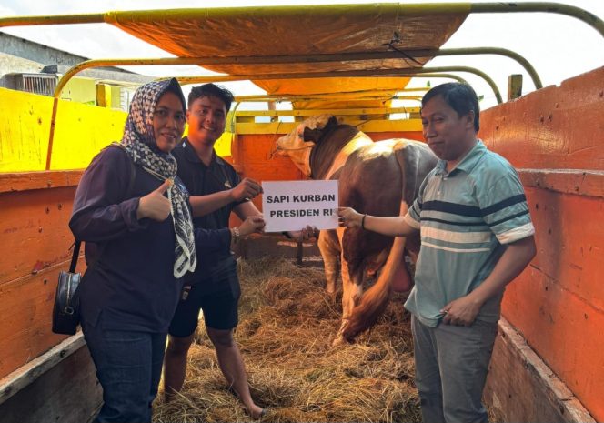 					Sapi Kurban Milik Presiden Prabowo Subianto Dikirim dari Sinjai ke Makassar. (Foto: Ist/ Humas)