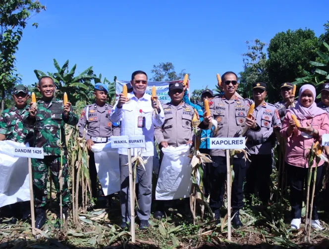 					Wabup Takalar Lakukan Panen Raya Jagung bersama Forkopimda Takalar