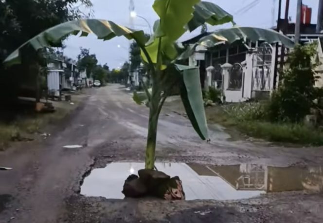 					Tangkapan Layar Video Viral Pohon Pisang Tertanam di Tengah Jalan.
